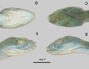 New Species of Pit Viper Discovered in Vietnam: A Scientific First - image 5