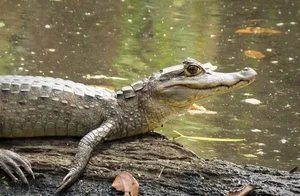 Discovering the Mysterious Horned Caiman: A Rare Predator of the Amazon Rainforest - image 2