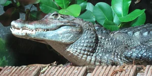 Discovering the Mysterious Horned Caiman: A Rare Predator of the Amazon Rainforest - image 4