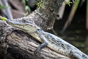 Discovering the Mysterious Horned Caiman: A Rare Predator of the Amazon Rainforest - image 7