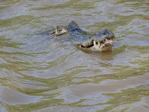 Discovering the Mysterious Horned Caiman: A Rare Predator of the Amazon Rainforest - image 1