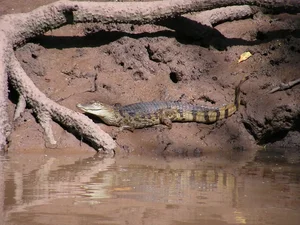 Discovering the Mysterious Horned Caiman: A Rare Predator of the Amazon Rainforest - image 6