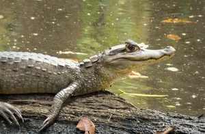 Discovering the Mysterious Horned Caiman: A Rare Predator of the Amazon Rainforest - image 8