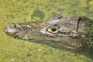 Discovering the Mysterious Horned Caiman: A Rare Predator of the Amazon Rainforest - image 0
