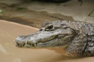 Discovering the Mysterious Horned Caiman: A Rare Predator of the Amazon Rainforest - image 3