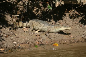 Discovering the Mysterious Horned Caiman: A Rare Predator of the Amazon Rainforest - image 5