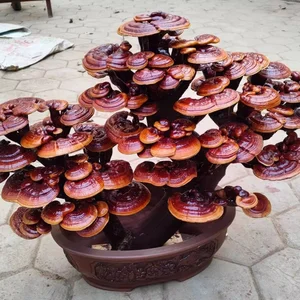 Unique Bonsai Lingzhi Mushrooms Highly Valued as Luxury Decor - image 5