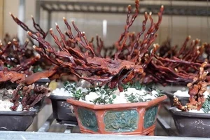 Unique Bonsai Lingzhi Mushrooms Highly Valued as Luxury Decor - image 4