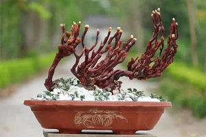 Unique Bonsai Lingzhi Mushrooms Highly Valued as Luxury Decor - image 7