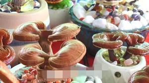 Unique Bonsai Lingzhi Mushrooms Highly Valued as Luxury Decor - image 1