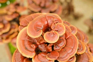 Unique Bonsai Lingzhi Mushrooms Highly Valued as Luxury Decor - image 9