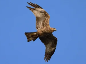 Conservation Success: Rare Bird Species Released into Tam Dao National Park - image 0