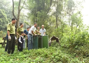 Conservation Success: Rare Bird Species Released into Tam Dao National Park - image 5