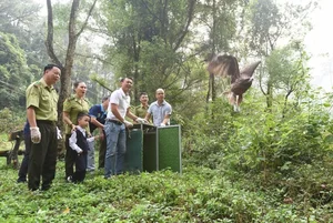 Conservation Success: Rare Bird Species Released into Tam Dao National Park - image 6