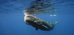 Lucky Fisherman Discovers Rare Ocean Treasure and Changes His Life - image 0