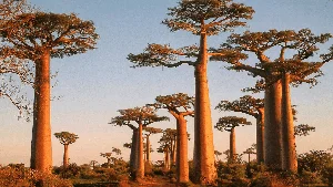 15 Most Unique and Bizarre Plants in the World: Did You Know #10 Is Common in Vietnam? - image 11