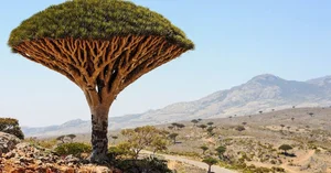 15 Most Unique and Bizarre Plants in the World: Did You Know #10 Is Common in Vietnam? - image 6