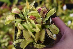 15 Most Unique and Bizarre Plants in the World: Did You Know #10 Is Common in Vietnam? - image 4