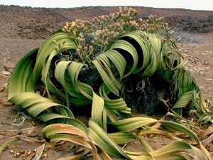 15 Most Unique and Bizarre Plants in the World: Did You Know #10 Is Common in Vietnam? - image 12