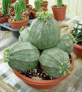 15 Most Unique and Bizarre Plants in the World: Did You Know #10 Is Common in Vietnam? - image 8