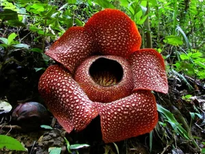 15 Most Unique and Bizarre Plants in the World: Did You Know #10 Is Common in Vietnam? - image 2