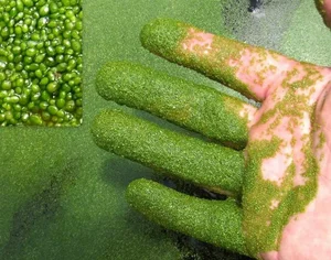 15 Most Unique and Bizarre Plants in the World: Did You Know #10 Is Common in Vietnam? - image 1