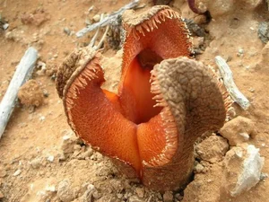 15 Most Unique and Bizarre Plants in the World: Did You Know #10 Is Common in Vietnam? - image 7