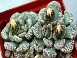 15 Most Unique and Bizarre Plants in the World: Did You Know #10 Is Common in Vietnam? - image 5