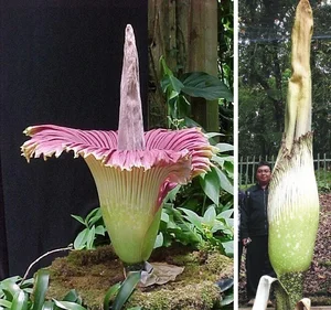 15 Most Unique and Bizarre Plants in the World: Did You Know #10 Is Common in Vietnam? - image 10