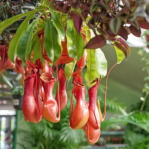 15 Most Unique and Bizarre Plants in the World: Did You Know #10 Is Common in Vietnam? - image 14