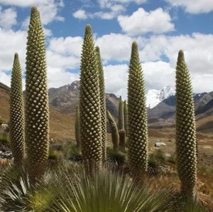 15 Most Unique and Bizarre Plants in the World: Did You Know #10 Is Common in Vietnam? - image 3