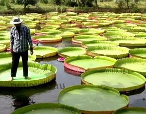 15 Most Unique and Bizarre Plants in the World: Did You Know #10 Is Common in Vietnam? - image 13