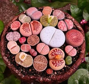 15 Most Unique and Bizarre Plants in the World: Did You Know #10 Is Common in Vietnam? - image 9