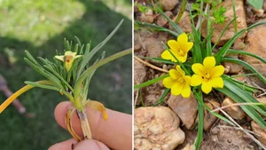A Botanical Miracle: The Rediscovery of Gasteranthus Extinctus After 40 Years - image 6