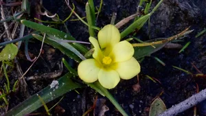 A Botanical Miracle: The Rediscovery of Gasteranthus Extinctus After 40 Years - image 4