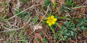 A Botanical Miracle: The Rediscovery of Gasteranthus Extinctus After 40 Years - image 7