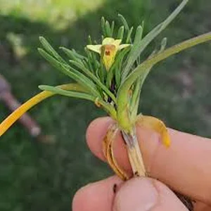 A Botanical Miracle: The Rediscovery of Gasteranthus Extinctus After 40 Years - image 1