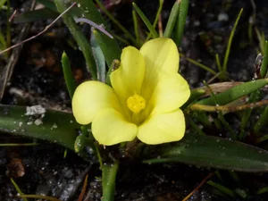 A Botanical Miracle: The Rediscovery of Gasteranthus Extinctus After 40 Years - image 5
