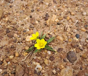 A Botanical Miracle: The Rediscovery of Gasteranthus Extinctus After 40 Years - image 3