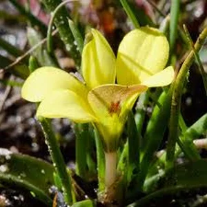 A Botanical Miracle: The Rediscovery of Gasteranthus Extinctus After 40 Years - image 2