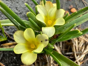 A Botanical Miracle: The Rediscovery of Gasteranthus Extinctus After 40 Years - image 0