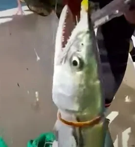 Legendary Golden Fish Worth a Fortune Stuns Local Fisherman - image 6