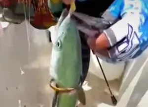 Legendary Golden Fish Worth a Fortune Stuns Local Fisherman - image 8