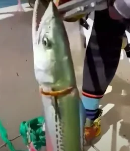 Legendary Golden Fish Worth a Fortune Stuns Local Fisherman - image 2