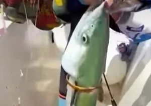 Legendary Golden Fish Worth a Fortune Stuns Local Fisherman - image 1