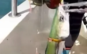 Legendary Golden Fish Worth a Fortune Stuns Local Fisherman - image 5
