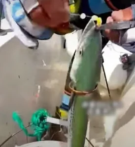 Legendary Golden Fish Worth a Fortune Stuns Local Fisherman - image 3
