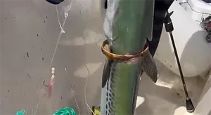 Legendary Golden Fish Worth a Fortune Stuns Local Fisherman - image 4