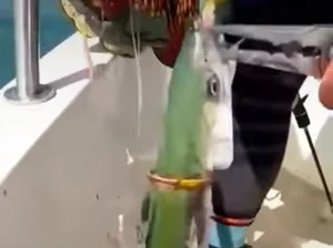 Legendary Golden Fish Worth a Fortune Stuns Local Fisherman - image 7