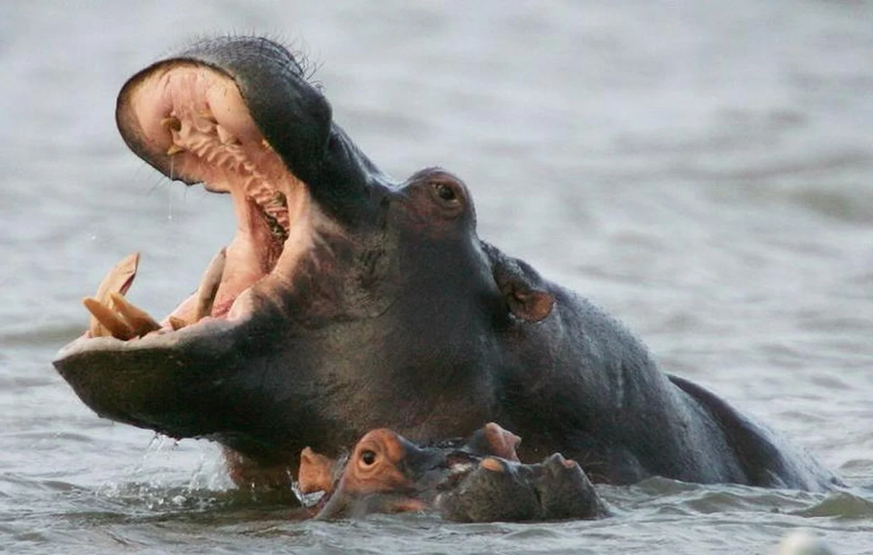 Top 8 Most Dangerous Animals You Should Never Encounter